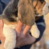 Beagle Beagle female puppy