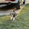 Beagle Beagle female puppy