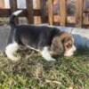 Beagle Beagle female puppy