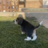 Beagle Beagle female puppy