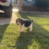 Beagle Beagle female puppy