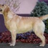 Labrador Retriever Labrador Retriever female for sale