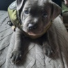 Staffordshire Bull Terrier Staffordshire bull puppies for sale