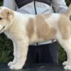 Central Asian Shepherd Dog Central Asian Shepherd Puppies