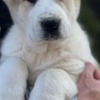 Central Asian Shepherd Dog Central Asian Shepherd Puppies