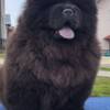 Chow Chow Chow Chow Puppies