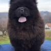 Chow Chow Chow Chow Puppies