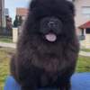 Chow Chow Chow Chow Puppies
