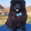 Chow Chow Chow Chow Puppies