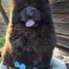 Chow Chow Chow Chow Puppies