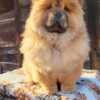 Chow Chow Chow Chow Puppies