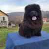 Chow Chow Chow Chow Puppies