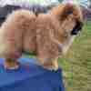 Chow Chow Chow Chow Puppies