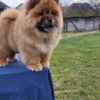 Chow Chow Chow Chow Puppies