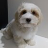 Havanese Havanese Bichon puppies