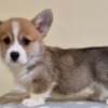 Welsh Corgi, Pembroke Welsh Corgi Pembroke puppies