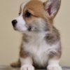 Welsh Corgi, Pembroke Welsh Corgi Pembroke puppies