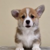 Welsh Corgi, Pembroke Welsh Corgi Pembroke puppies