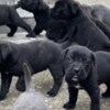 Cane Corso Cane Corso puppies