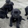 Cane Corso Cane Corso puppies