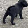 Cane Corso Cane Corso puppies