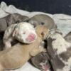 American Staffordshire Terrier American bully pocket