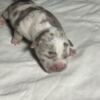 American Staffordshire Terrier American bully pocket