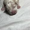 American Staffordshire Terrier American bully pocket
