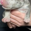 American Staffordshire Terrier American bully pocket