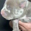 American Staffordshire Terrier American bully pocket