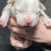 American Staffordshire Terrier American bully pocket
