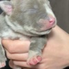 American Staffordshire Terrier American bully pocket