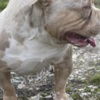 American Staffordshire Terrier American bully pocket