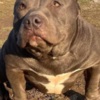 American Staffordshire Terrier American bully pocket
