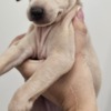 Italian Greyhound Italian Greyhound Puppies
