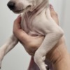Italian Greyhound Italian Greyhound Puppies