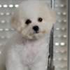 Bichon Frise Bichon Frise puppies