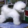 Bichon Frise Bichon Frise puppies