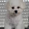 Bichon Frise Bichon Frise puppies