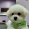 Bichon Frise Bichon Frise puppies
