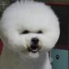 Bichon Frise Bichon Frise puppies