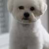 Bichon Frise Bichon Frise puppies