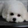 Bichon Frise Bichon Frise puppies