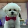 Bichon Frise Bichon Frise puppies