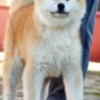 Akita Inu Akita Inu