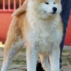 Akita Inu Akita Inu