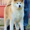 Akita Inu Akita Inu