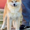 Akita Inu Akita Inu
