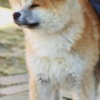 Akita Inu Akita Inu