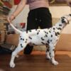 Dalmatian Dalmatian Puppies